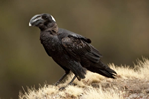 Africa, Ethiopia, Simien Mountains, Thick-billed Raven, Corvus crassirostris, perched Africa, Ethiopia, Simien Mountains, Thick-billed Raven, Corvus crassirostris, perched