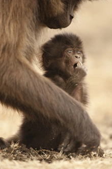 Africa, Ethiopia, Simien Mountains National Park, Gelada Baboon, Theropithecus gelada Africa, Ethiopia, Simien Mountains National Park, Gelada Baboon, Theropithecus gelada