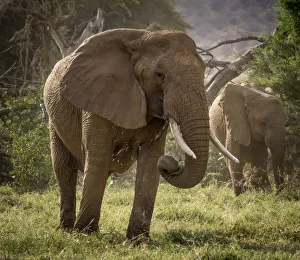 Africa, Kenya. African elephants feeding. Credit as: Bill Young / Jaynes Gallery Africa, Kenya. African elephants feeding. Credit as: Bill Young / Jaynes Gallery