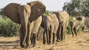 Africa, Kenya. African elephants walking in line Africa, Kenya. African elephants walking in line