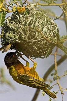 Africa, Kenya. Brown-capped weaver bird building nest Africa, Kenya. Brown-capped weaver bird building nest