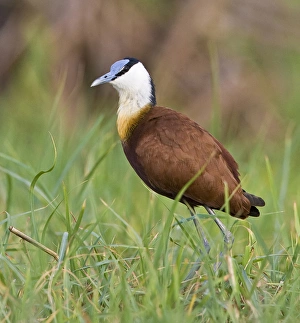Africa, Kenya. Close-up of jacana bird in grass Africa, Kenya. Close-up of jacana bird in grass