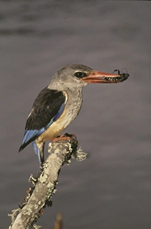 Africa, Kenya. Grey-hooded kingfisher on limb with insect in beak Africa, Kenya. Grey-hooded kingfisher on limb with insect in beak