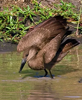 Africa, Kenya. Hamerkop bird bathes in stream Africa, Kenya. Hamerkop bird bathes in stream