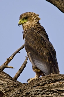Africa. Kenya. Juvenile Bateleur Eagle at Samburu NP Africa. Kenya. Juvenile Bateleur Eagle at Samburu NP