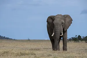 Africa, Kenya, Laikipia Plateau, Ol Pejeta Conservancy. Lone bull African elephant Africa, Kenya, Laikipia Plateau, Ol Pejeta Conservancy. Lone bull African elephant