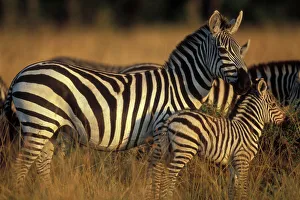 Africa, Kenya, Masai Mara Game Reserve. Plains Zebra (Equus burchelli) and calf in Africa, Kenya, Masai Mara Game Reserve. Plains Zebra (Equus burchelli) and calf in