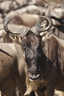 Africa, Kenya, Masai Mara GR, Lower Mara, White-bearded Wildebeest or Gnu, Connochaetes taurinus Africa, Kenya, Masai Mara GR, Lower Mara, White-bearded Wildebeest or Gnu, Connochaetes taurinus