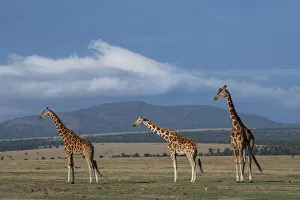 Africa, Kenya, Northern Frontier District, Ol Pejeta Conservancy. Reticulated giraffe Africa, Kenya, Northern Frontier District, Ol Pejeta Conservancy. Reticulated giraffe