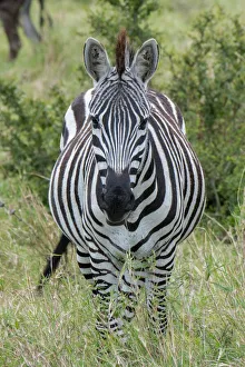 Africa, Kenya, Northern Serengeti Plains, Maasai Mara. Plains zebra aka Burchell' Africa, Kenya, Northern Serengeti Plains, Maasai Mara. Plains zebra aka Burchell'