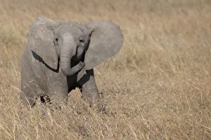 Africa, Kenya, Ol Pejeta Conservancy. Baby African elephant Africa, Kenya, Ol Pejeta Conservancy. Baby African elephant