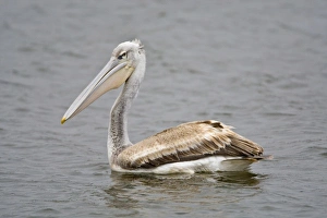 Africa. Kenya. Pink-backed Pelican at Lake Naivasha Africa. Kenya. Pink-backed Pelican at Lake Naivasha
