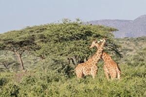 Africa, Kenya, Samburu National Park, Reticulated Giraffes (giraffa Camelopardalis Reticulata) Africa, Kenya, Samburu National Park, Reticulated Giraffes (giraffa Camelopardalis Reticulata)