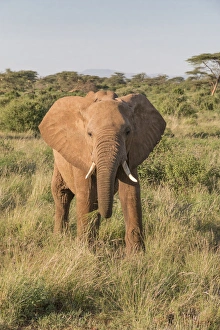 Africa, Kenya, Samburu National Reserve. Elephants in Savannah.(Loxodonta africana) Africa, Kenya, Samburu National Reserve. Elephants in Savannah.(Loxodonta africana)