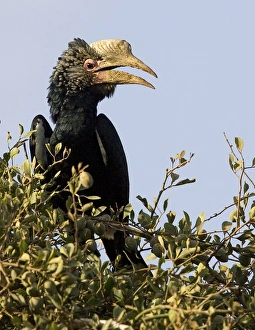 Africa, Kenya. Silvery-cheeked hornbill bird perched in tree Africa, Kenya. Silvery-cheeked hornbill bird perched in tree