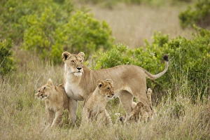 Africa, Kenya, Upper Masai Mara Game Reserve, African Lion, Panthera leo Africa, Kenya, Upper Masai Mara Game Reserve, African Lion, Panthera leo