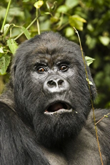 Africa, Kenya, Volcanoes NP, Mountain Gorilla, Gorilla beringei beringei, in its Africa, Kenya, Volcanoes NP, Mountain Gorilla, Gorilla beringei beringei, in its