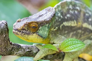 Africa, Madagascar, east of Tana, Marozevo, Peyrieras Reptile Reserve Africa, Madagascar, east of Tana, Marozevo, Peyrieras Reptile Reserve