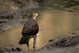 Africa, Madagascar, Eastern dry forest. Hensts Goshawk (Accipiter henstii) Africa, Madagascar, Eastern dry forest. Hensts Goshawk (Accipiter henstii)