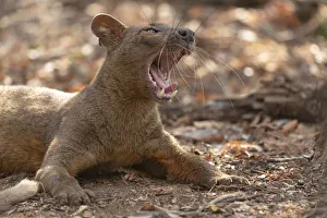 Africa, Madagascar, Kirindy Reserve, near Morondava. A fossa rests in the shade of the Africa, Madagascar, Kirindy Reserve, near Morondava. A fossa rests in the shade of the