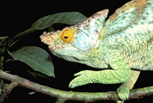 Africa, Madagascar, La Madraka Farm. Parsons chameleon (Calumma parsonii) Africa, Madagascar, La Madraka Farm. Parsons chameleon (Calumma parsonii)