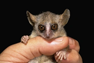 Africa, Madagascar, Western dry forest. Grey mouse lemur (Microcebus murinus) Africa, Madagascar, Western dry forest. Grey mouse lemur (Microcebus murinus)