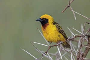 Africa, Masked weaver, Ngorongoro Crater, Tanzania Africa, Masked weaver, Ngorongoro Crater, Tanzania