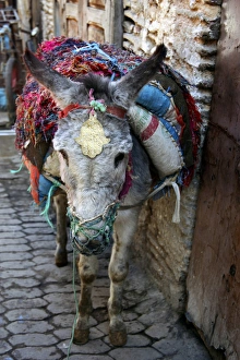 Africa, Morocco, Fes. Donkey of the souks of Fes Africa, Morocco, Fes. Donkey of the souks of Fes