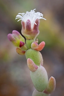 Africa, Namibia Print - Coastal Succulent Blooms