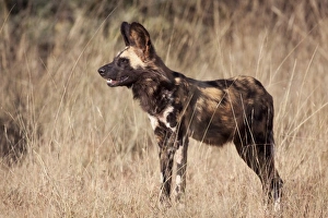 Africa Print: Namibia Wild Dog Side View