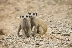 Prints of Namibia, Keetmanshoop, Meerkat Pups (Suricate suricatta) sitting outside burrow in Namib Desert Meerkat Prints: Print of Namibia, Meerkat Pups in the Namib Desert