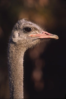 Africa, Namibia. Close-up of a Common Ostrich (Struthio camelus) Africa, Namibia. Close-up of a Common Ostrich (Struthio camelus)
