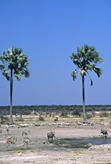 Africa, Namibia, Etosha National Park. A waterhole scene in the park Africa, Namibia, Etosha National Park. A waterhole scene in the park