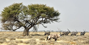 Africa, Namibia, Etosha National Park. Five oryx and tree Africa, Namibia, Etosha National Park. Five oryx and tree