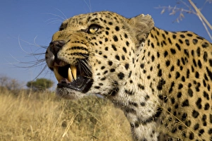 Africa, Namibia. Leopard snarling. Credit as: Jim Zuckerman / Jaynes Gallery / DanitaDelimont Africa, Namibia. Leopard snarling. Credit as: Jim Zuckerman / Jaynes Gallery / DanitaDelimont