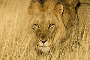 Africa, Namibia. Male lion in dry grass. Credit as: Jim Zuckerman / Jaynes Gallery / DanitaDelimont Africa, Namibia. Male lion in dry grass. Credit as: Jim Zuckerman / Jaynes Gallery / DanitaDelimont