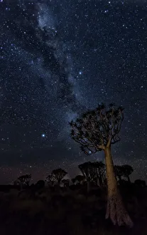 Africa, Namibia. Milky Way and quiver trees at night Africa, Namibia. Milky Way and quiver trees at night