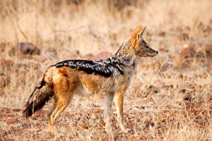 Africa, Namibia, Palmwag Conservancy. Profile of black-backed jackal Africa, Namibia, Palmwag Conservancy. Profile of black-backed jackal
