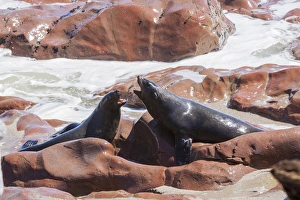 Africa, Namibia, Skeleton Coast Park, Cape Cross Seal Reserve. Two cape fur seals in dispute Africa, Namibia, Skeleton Coast Park, Cape Cross Seal Reserve. Two cape fur seals in dispute
