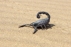 Africa, Namibia, Swakopmund, Black scorpion, Parabuthus sp Africa, Namibia, Swakopmund, Black scorpion, Parabuthus sp