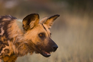 Africa, Namibia. Wild dog portrait. Credit as: Jim Zuckerman / Jaynes Gallery / DanitaDelimont Africa, Namibia. Wild dog portrait. Credit as: Jim Zuckerman / Jaynes Gallery / DanitaDelimont