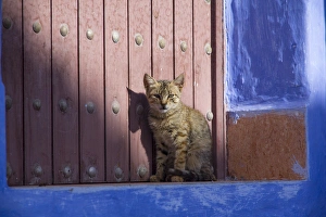 Africa, North Africa, Morocco, Chechaouen, Domestic Cat (Felis catus) kitten sitting Africa, North Africa, Morocco, Chechaouen, Domestic Cat (Felis catus) kitten sitting