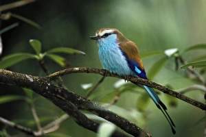 Africa. Racquet-tailed Roller (Coracias Spatulata) Africa. Racquet-tailed Roller (Coracias Spatulata)