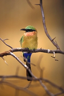 Africa. Red-throated Bee Eater (Merops bullocki) Africa. Red-throated Bee Eater (Merops bullocki)