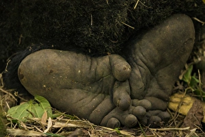 Africa. Rwanda. Close-up of the feet of a silverback, or male mountain gorilla (Gorilla Africa. Rwanda. Close-up of the feet of a silverback, or male mountain gorilla (Gorilla