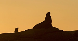 Africa, South Africa, Boulderbaai. Seal silhouetted against orange evening sky, near, South Africa Africa, South Africa, Boulderbaai. Seal silhouetted against orange evening sky, near, South Africa