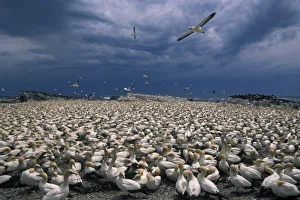 Africa, South Africa, Lamberts Bay. Cape Gannet colony (Sula capensis) Africa, South Africa, Lamberts Bay. Cape Gannet colony (Sula capensis)