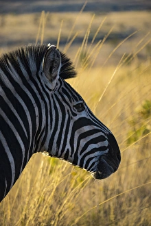 Africa, South Africa, Welgevonden Game Reserve Africa, South Africa, Welgevonden Game Reserve