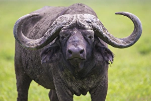 Africa. Tanzania. African buffalo, or Cape buffalo (Syncerus caffer) in Serengeti NP Africa. Tanzania. African buffalo, or Cape buffalo (Syncerus caffer) in Serengeti NP