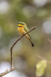 Africa, Tanzania. Little bee-eater bird on limb. Credit as Africa, Tanzania. Little bee-eater bird on limb. Credit as